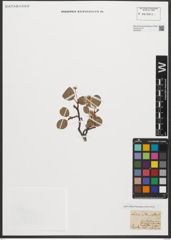 Foto von Salix reticulata L.